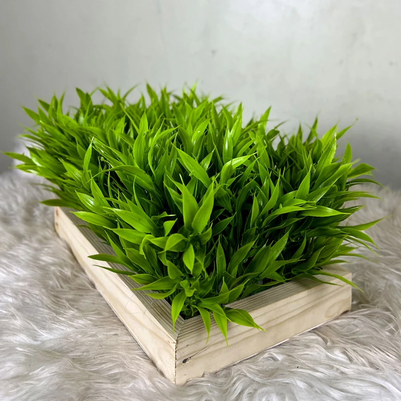 Tropical Desktop Garden Lucky Bamboo