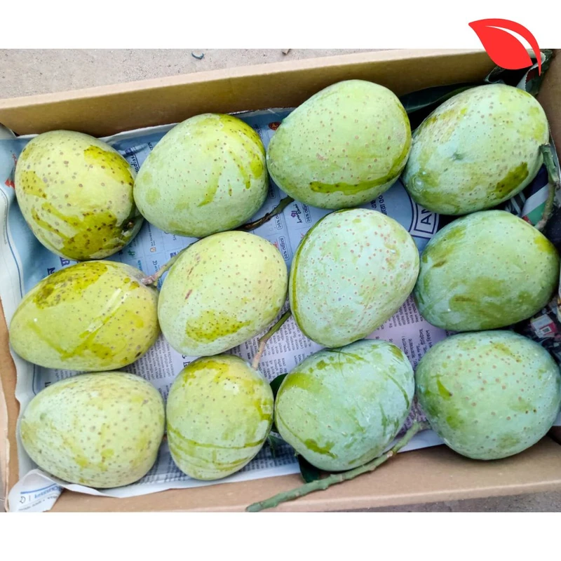 গৌড়মতি আম