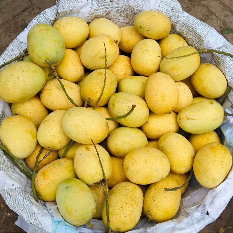 তাজা গৌড়মতি আম