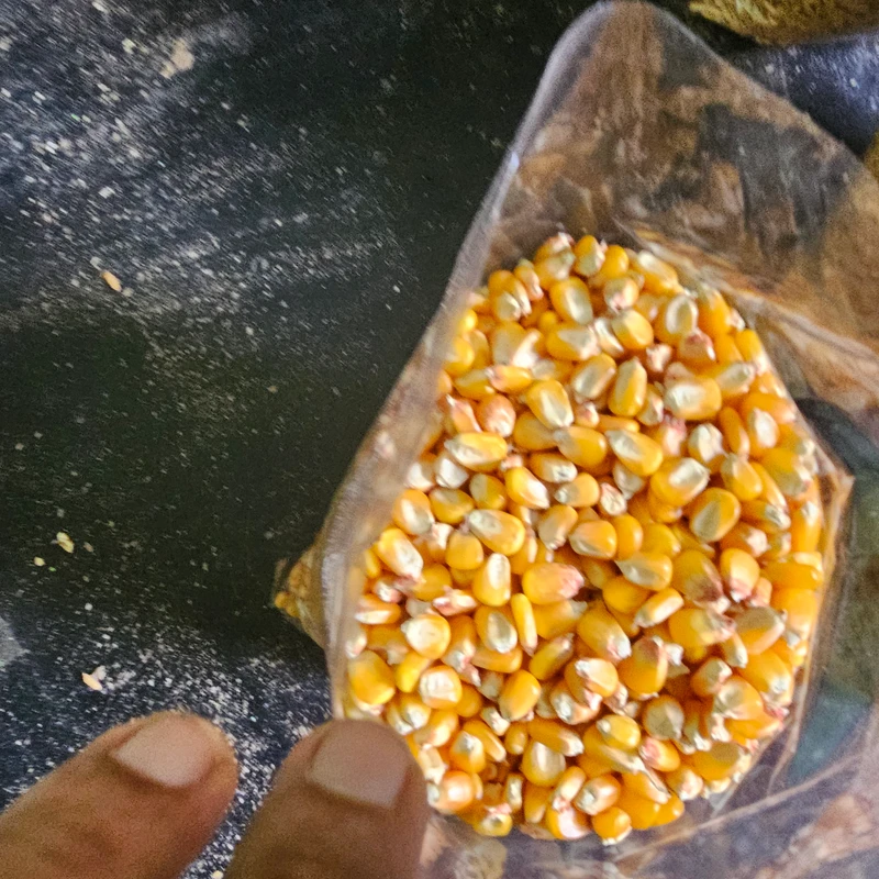 Corn
