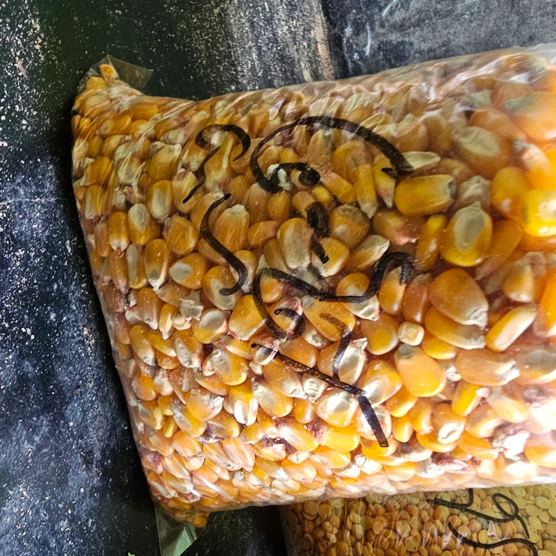 Corn - Image 3