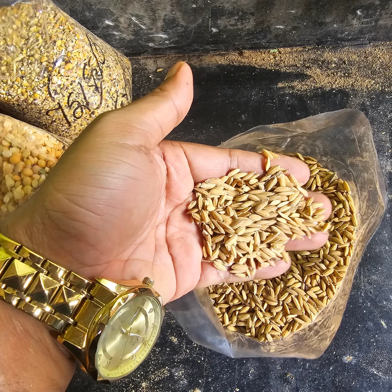 Whole rice