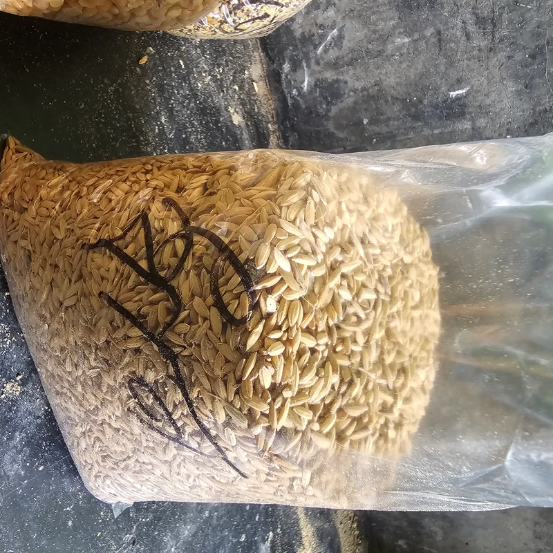 Whole rice