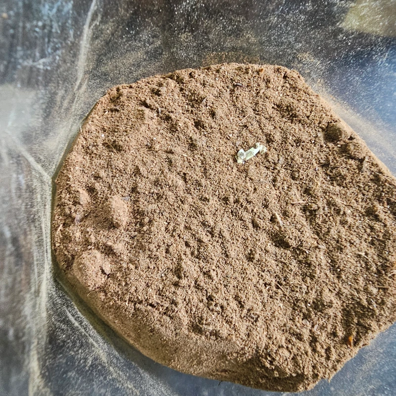 Fish Powder