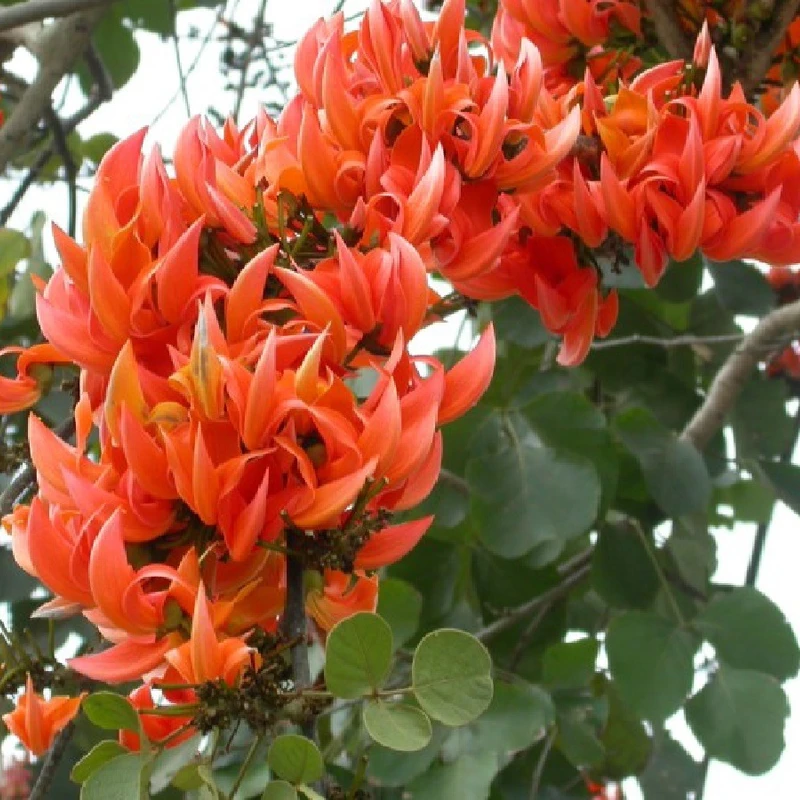 পলাশ
