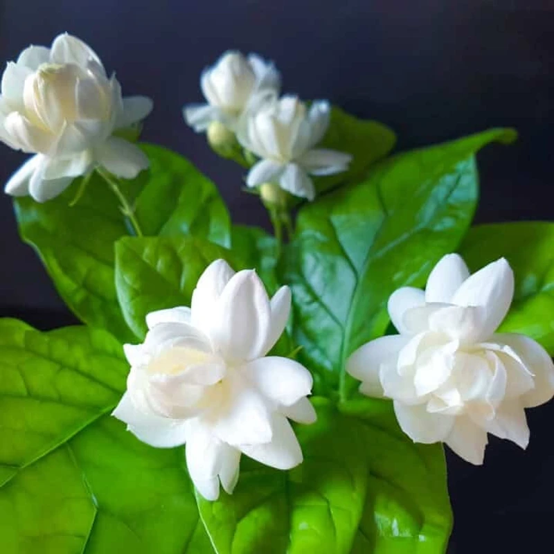 বেলি