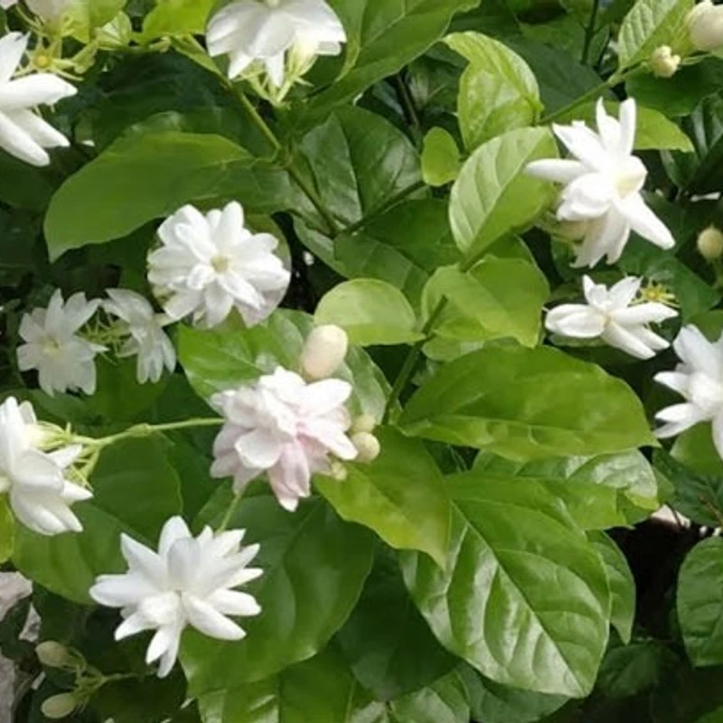বেলি