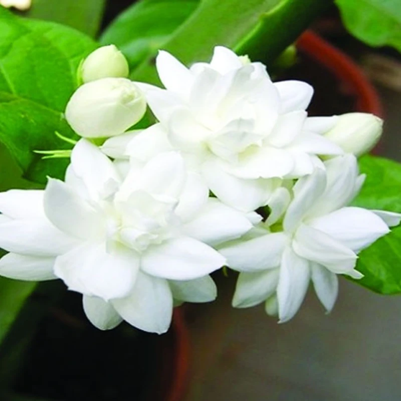 বেলি - Image 3