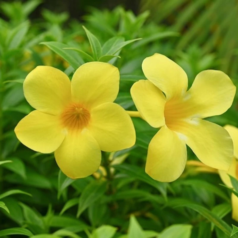 অলকানন্দা বা অ্যালামন্ডা