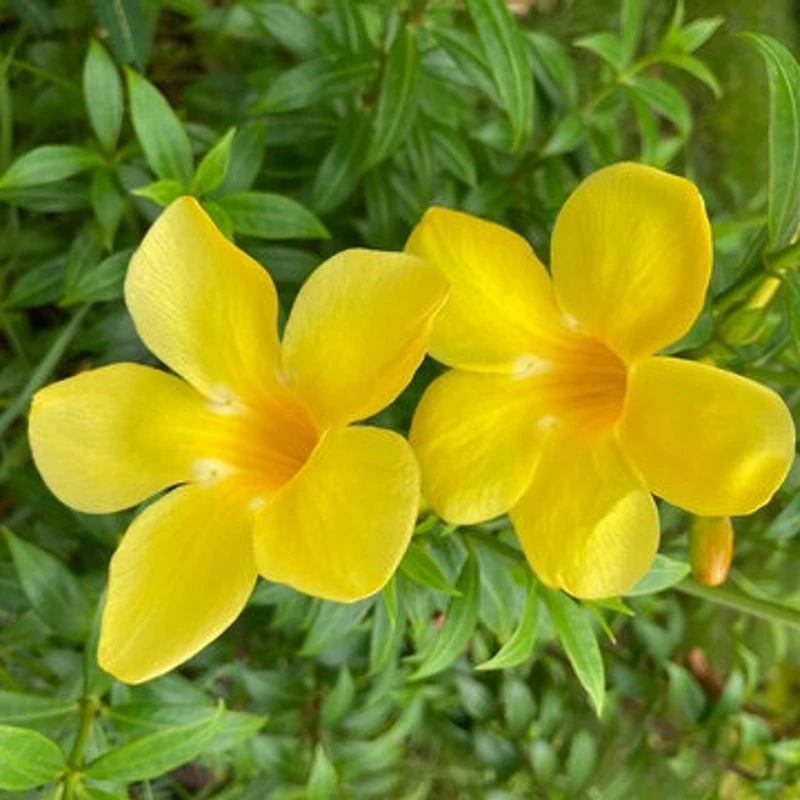 অলকানন্দা বা অ্যালামন্ডা