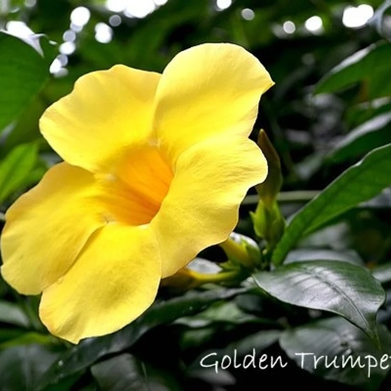 অলকানন্দা বা অ্যালামন্ডা - Image 3