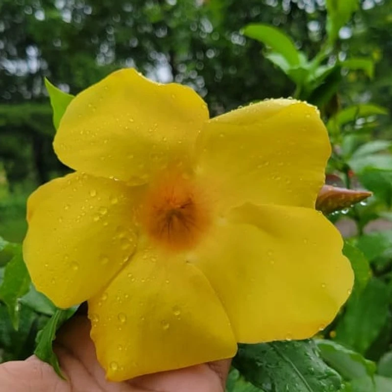 অলকানন্দা বা অ্যালামন্ডা - Image 4