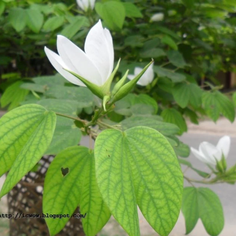 সাদা কাঞ্চন