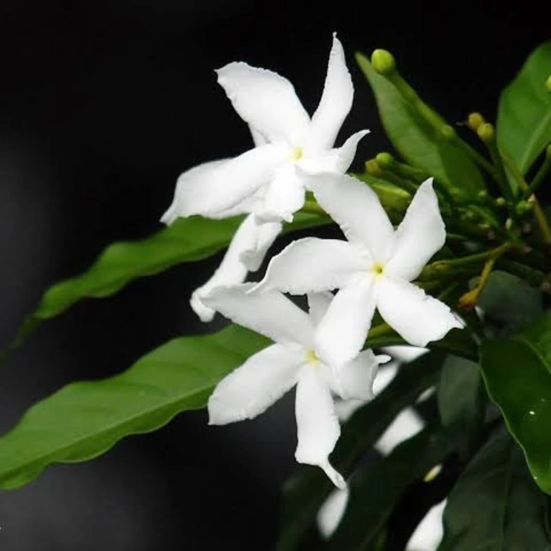 টগর/Pinwheel Flower