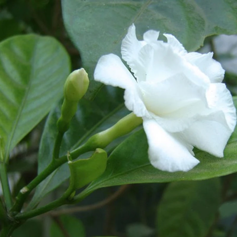 টগর/Pinwheel Flower