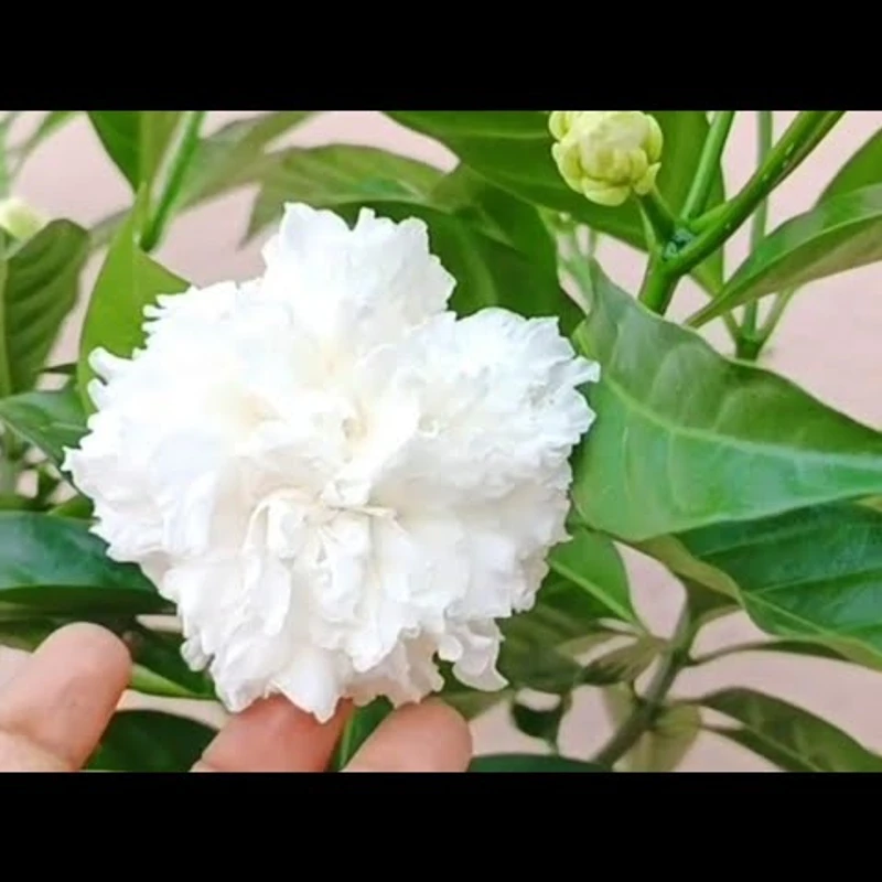 টগর/Pinwheel Flower - Image 3