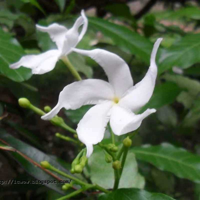টগর/Pinwheel Flower - Image 4