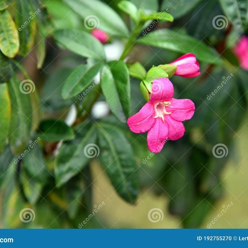 র‌্যাভেনিয়া/Lemonia