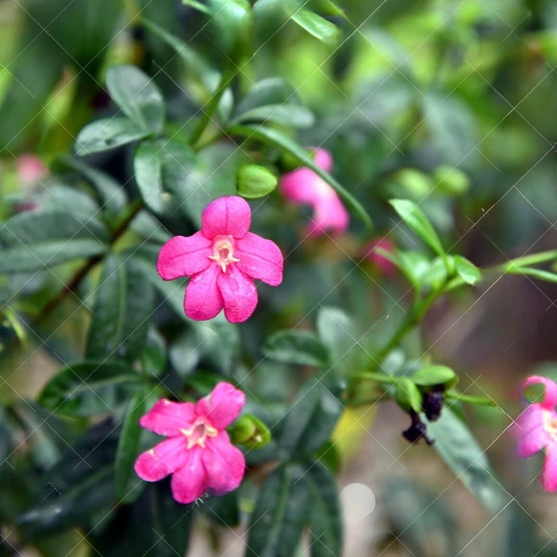 র‌্যাভেনিয়া/Lemonia