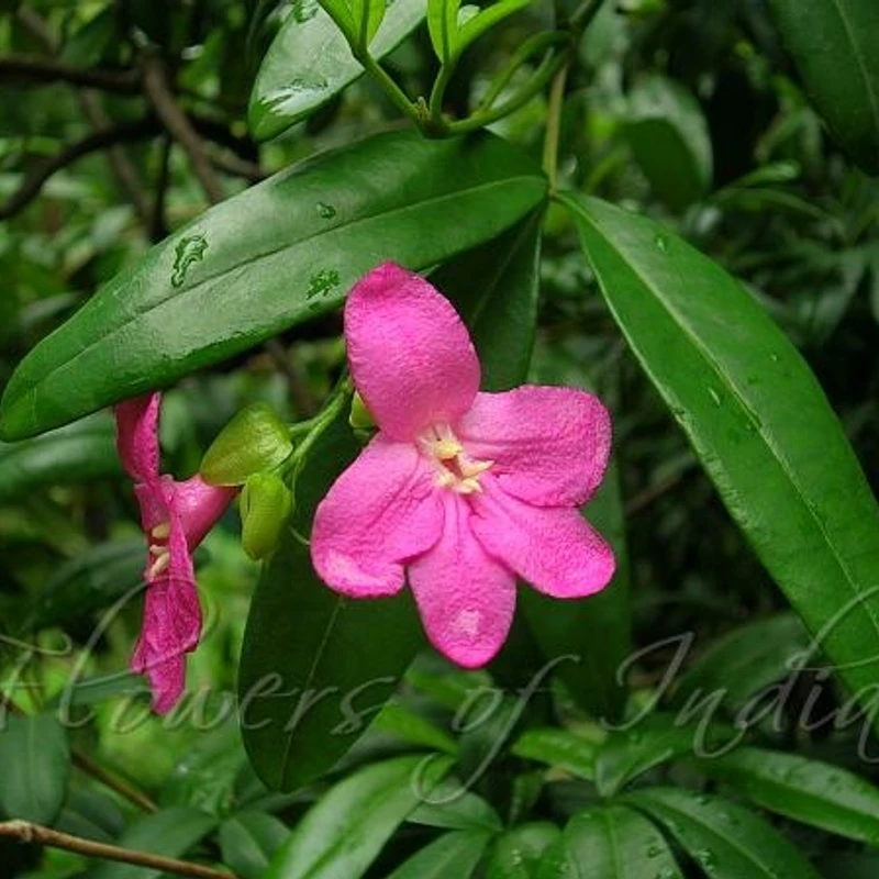 র‌্যাভেনিয়া/Lemonia - Image 3