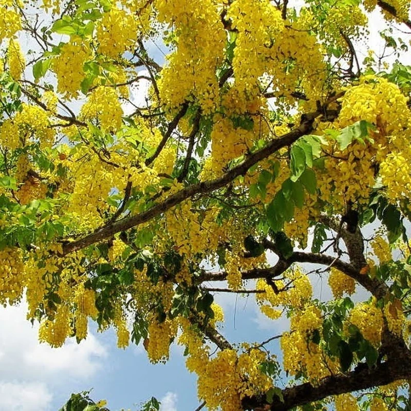 সোনালু বা বানরলাঠি বা বাঁদরলাঠি