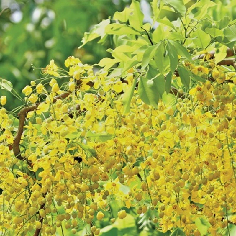 সোনালু বা বানরলাঠি বা বাঁদরলাঠি