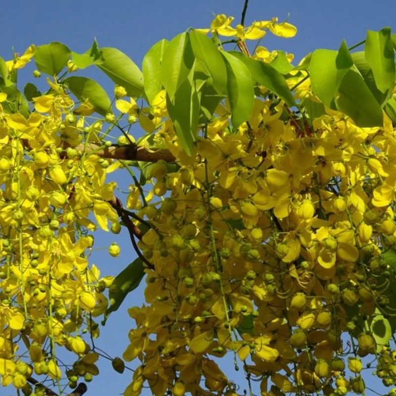 সোনালু বা বানরলাঠি বা বাঁদরলাঠি - Image 3