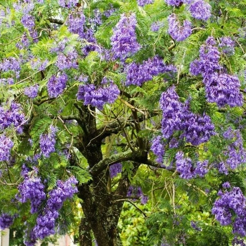 জ্যাকারান্ডা /Jakaranda - Image 3