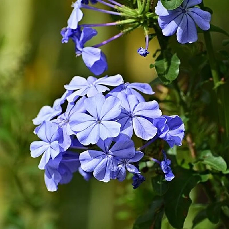 নীল চিতা