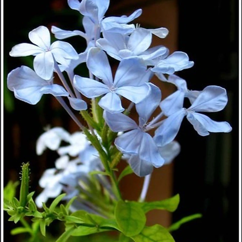 নীল চিতা - Image 3
