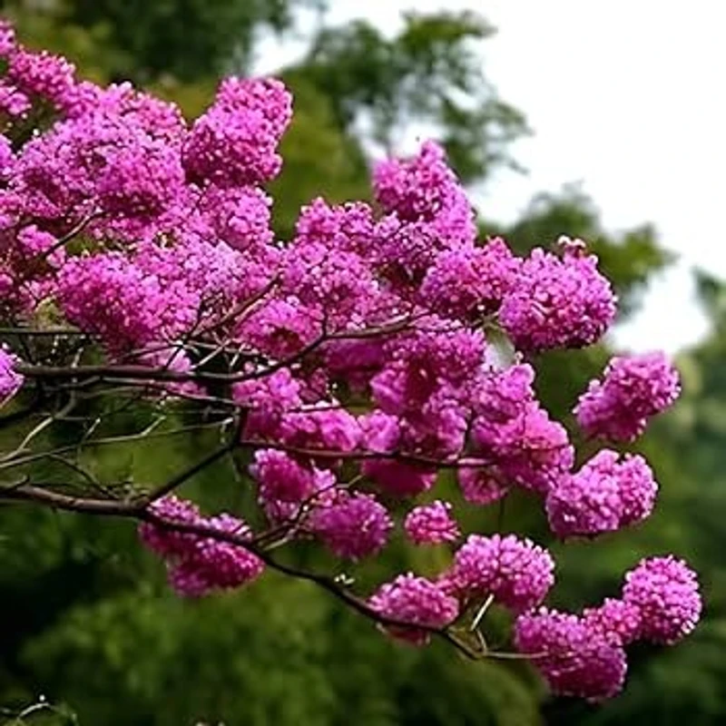 গোলাপি ট্যাবেবুইয়া
