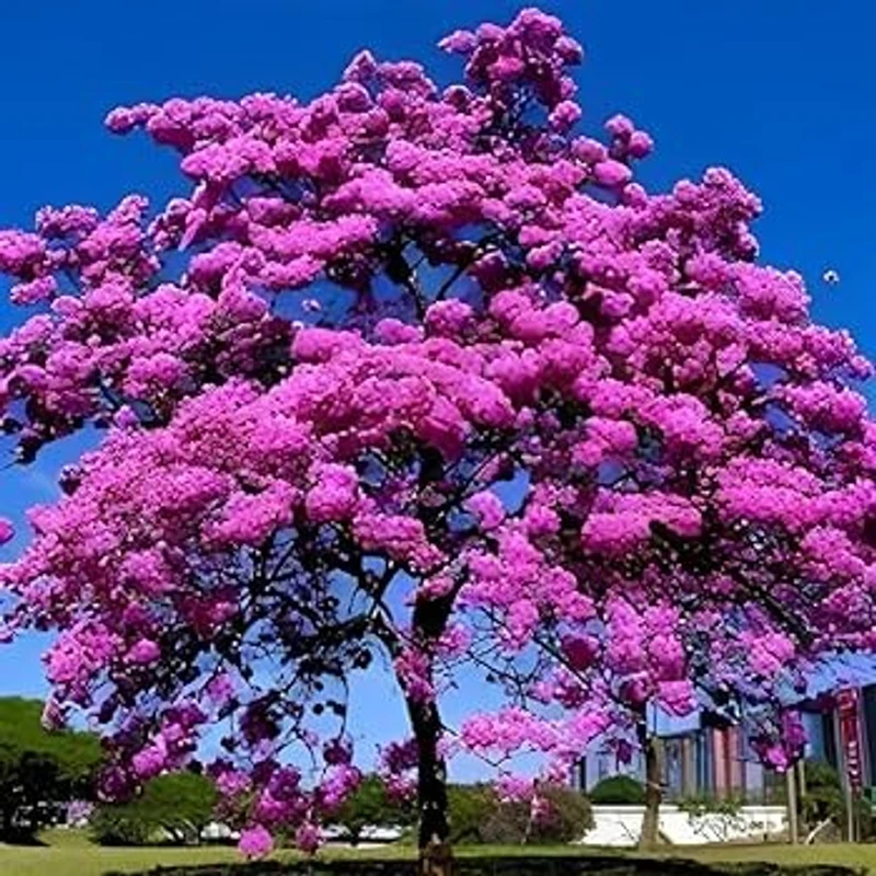 গোলাপি ট্যাবেবুইয়া