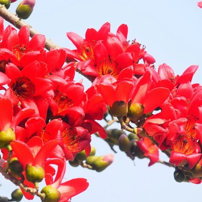 লাল শিমুল