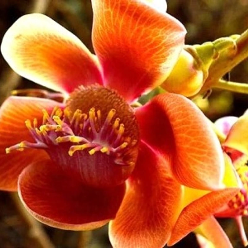নাগলিঙ্গম/cannonball tree