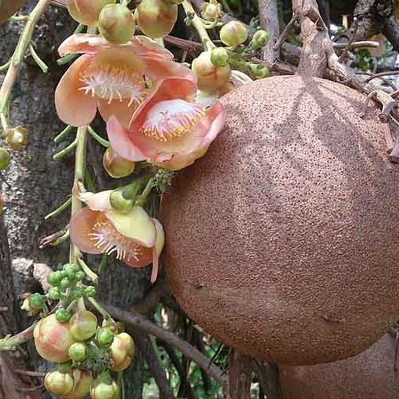 নাগলিঙ্গম/cannonball tree - Image 3