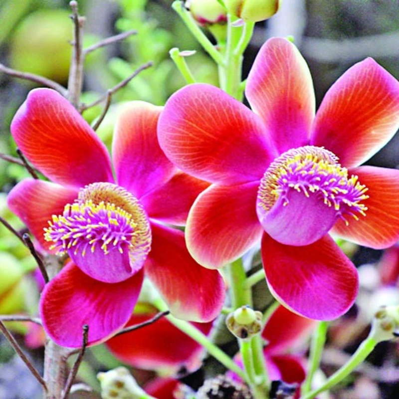নাগলিঙ্গম/cannonball tree - Image 5