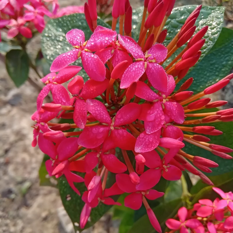 রঙ্গন
