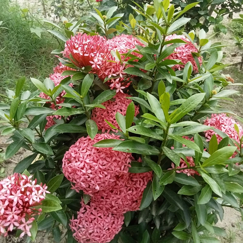 রঙ্গন - Image 3