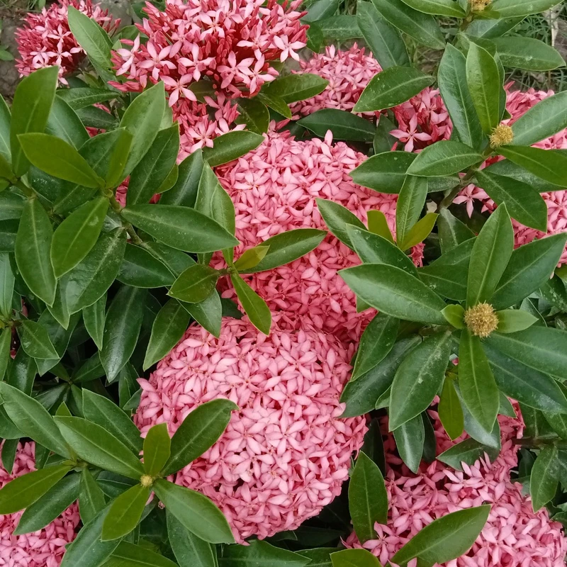 রঙ্গন - Image 4