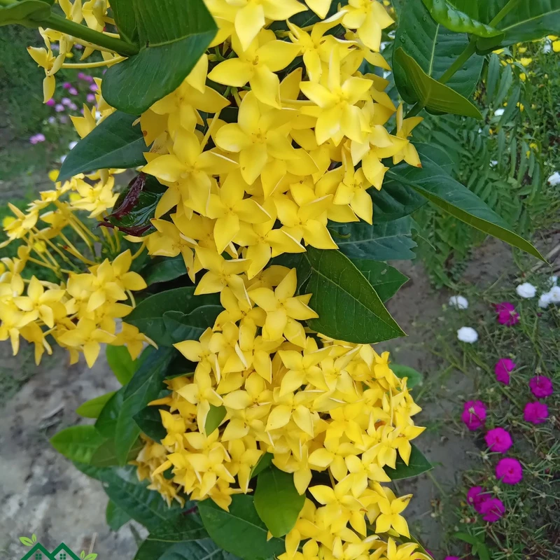 রঙ্গন - Image 5