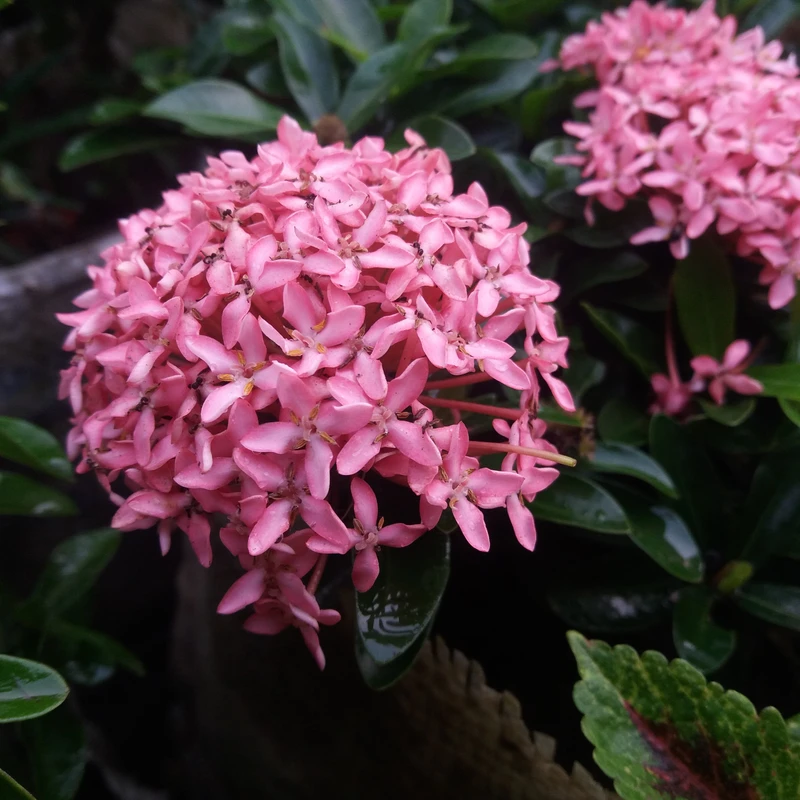 রঙ্গন - Image 6