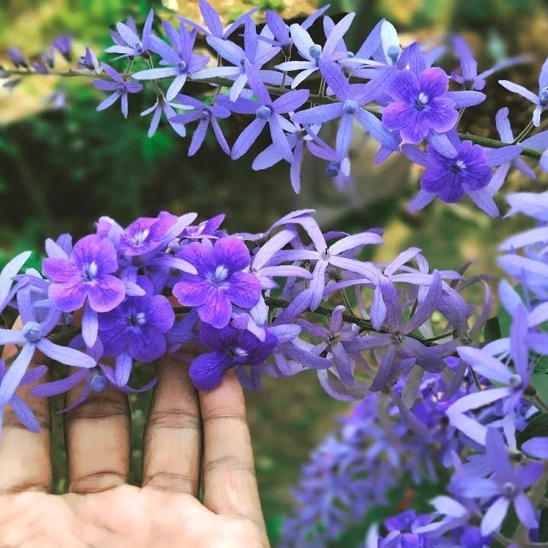 নীলমণি লতা