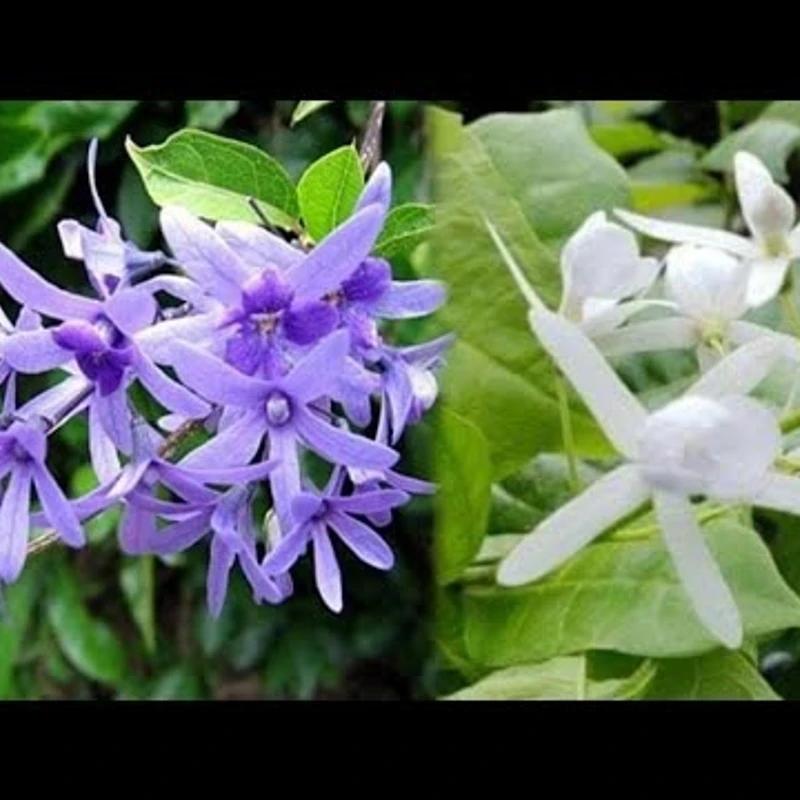 নীলমণি লতা - Image 3