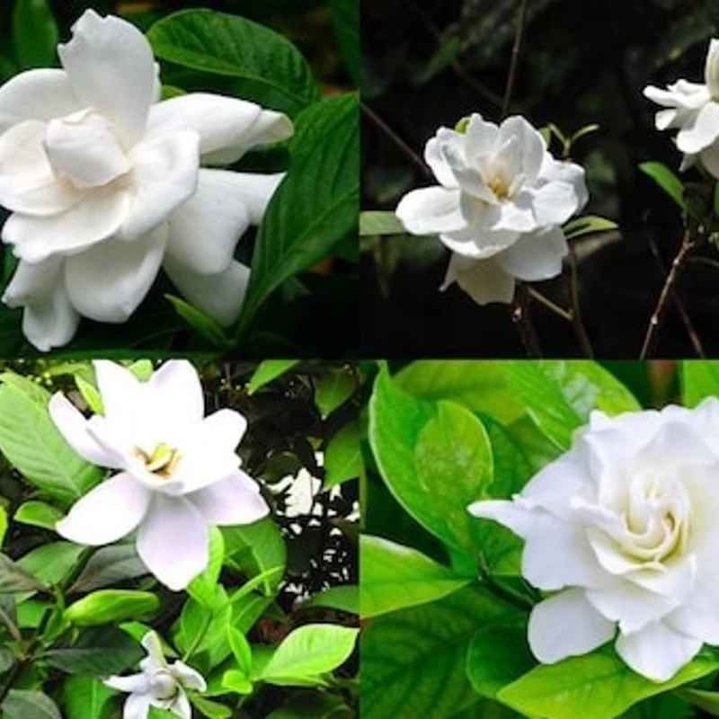 গন্ধরাজ