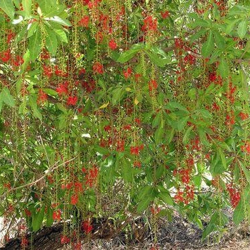 হিজল - Image 3