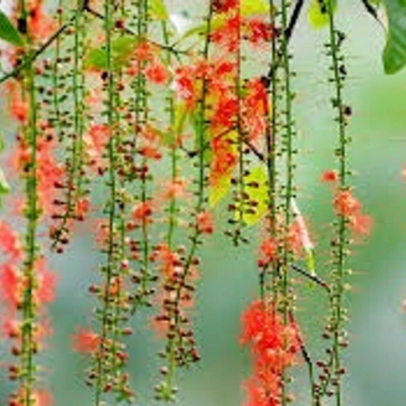 হিজল - Image 6