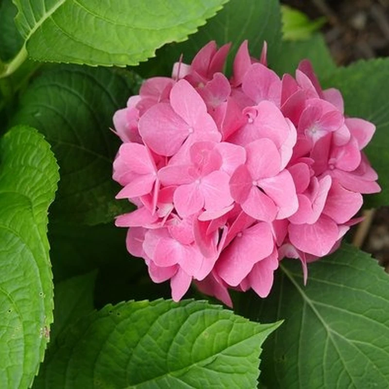 হাইড্রাঞ্জিয়া