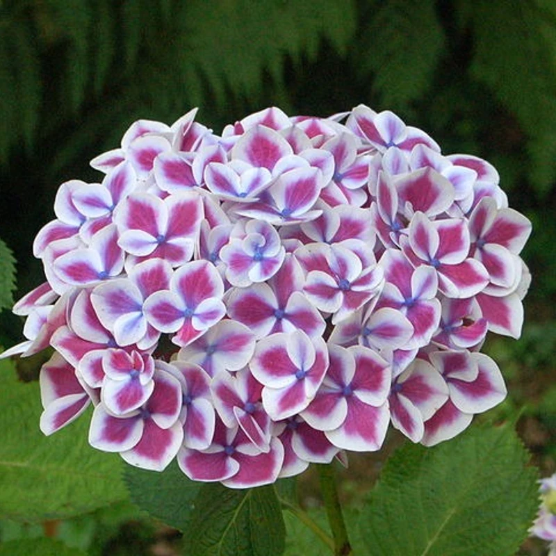 হাইড্রাঞ্জিয়া - Image 3
