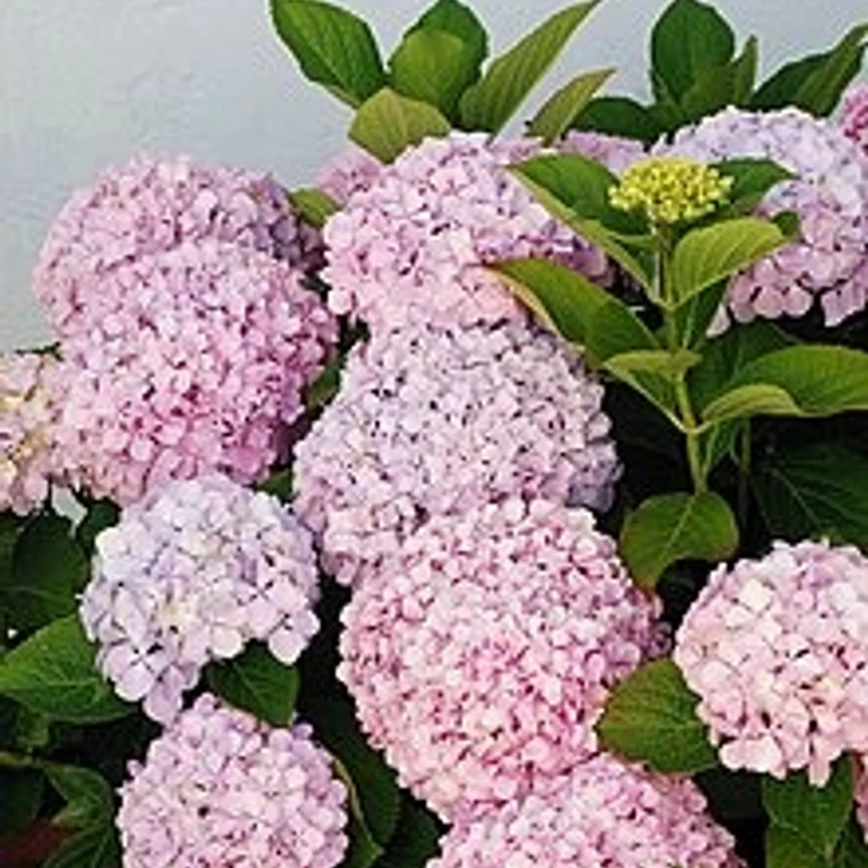 হাইড্রাঞ্জিয়া - Image 4