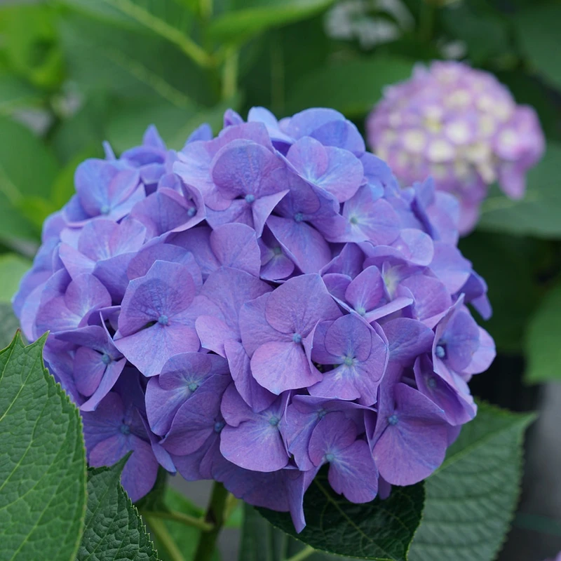 হাইড্রাঞ্জিয়া - Image 5